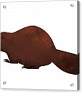 Beaver Acrylic Print
