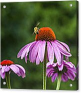 Bee And Flowers Acrylic Print