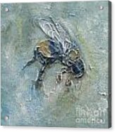 Bee Bumble Acrylic Print