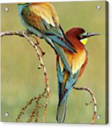 Bee-eaters In Love Acrylic Print