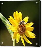 Bee Flower Acrylic Print