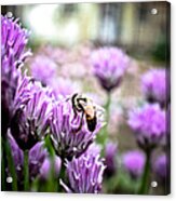 Bee In The Chives Acrylic Print