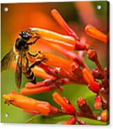 Bee On Firebush Flower Acrylic Print