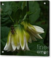 Bee On Flower Acrylic Print