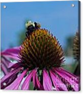 Bee On Purple Coneflowers Acrylic Print