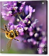Bee On The Lavender Branch Acrylic Print