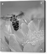 Bee Rising Acrylic Print
