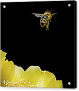 Bee Rising #2 Acrylic Print