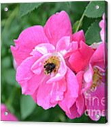 Bee Rosy Acrylic Print
