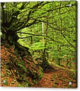 Beech Tree In The Hunsrueck Acrylic Print