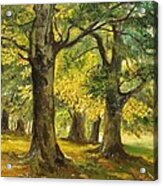 Beeches In The Park Acrylic Print