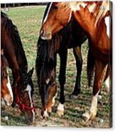 Horses Eating Oats Acrylic Print