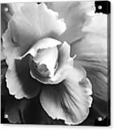 Begonia Flower Monochrome Acrylic Print