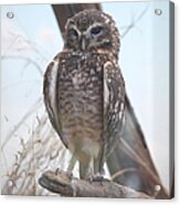 Being A Burrowing Owl Is A Hoot Acrylic Print