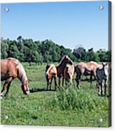 Belgium Horses Grazing In Field Acrylic Print