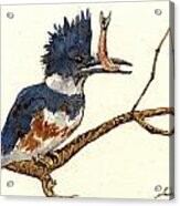 Belted Kingfisher Bird Acrylic Print