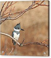 Belted Kingfisher Acrylic Print