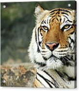 Bengal Tiger Face Close-up Acrylic Print