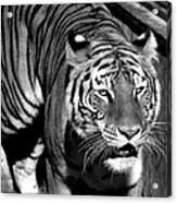 Bengal Tiger, India Acrylic Print