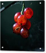 Berries Acrylic Print