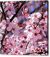 Bevy Of Blossoms Acrylic Print