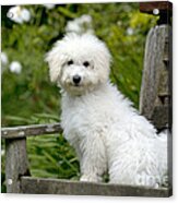 Bichon Frise X Poodle Acrylic Print