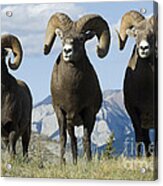 Big Horn Sheep Acrylic Print