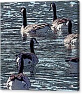 Big Spring Goose Art I Acrylic Print