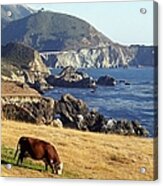 Big Sur Cow Acrylic Print