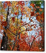 Birch Maple Autumn Acrylic Print