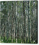 Birch Tree Eyes Acrylic Print