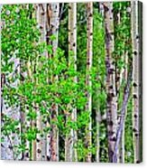 Birch Tree Forest Acrylic Print
