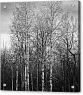 Birch Trees Acrylic Print