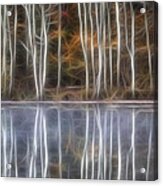 Birch Trees Acrylic Print