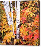 Birches And Maples In Michigan Acrylic Print