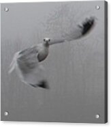 Bird In Flight Acrylic Print