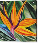 Bird Of Paradise Acrylic Print