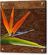 Bird Of Paradise Gold Leaf Acrylic Print