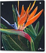 Bird Of Paradise In Oil Acrylic Print