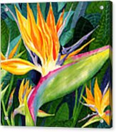 Bird-of-paradise Acrylic Print