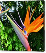 Bird Of Paradise Acrylic Print