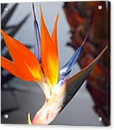 Bird Of Paradise Acrylic Print