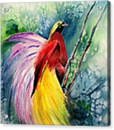 Bird Of Paradise New-guinea Acrylic Print