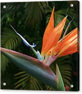 Bird Of Paradise - Strelitzea Reginae - Tropical Flowers Of Hawaii Acrylic Print