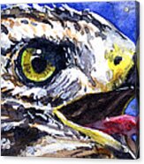 Bird Of Prey 2 Acrylic Print
