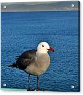 Bird On A Rail Acrylic Print