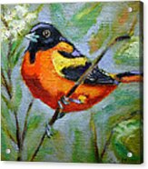 Bird Series Oriole Acrylic Print