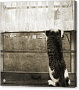 Bird Watching Kitty Cat Bw Acrylic Print