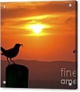 Bird With Insect At Sunset Acrylic Print