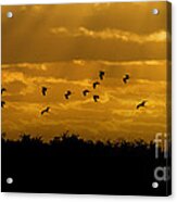 Birds Coming Back To Roost At Sunset Acrylic Print